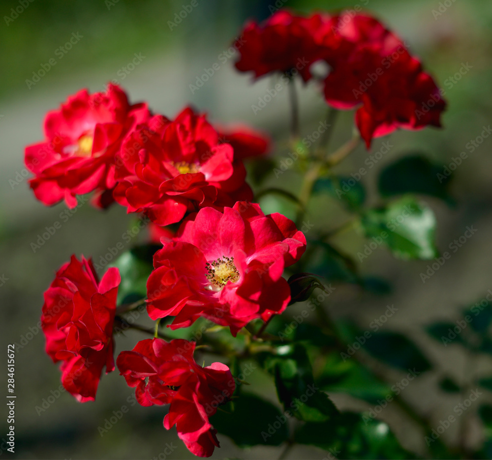 flower, red, garden, nature, plant, green, rose, flowers, blossom, summer, bloom, spring, hibiscus, petal, floral, beauty, beautiful, color, macro, yellow, flora, love, leaf, pink, bouquet