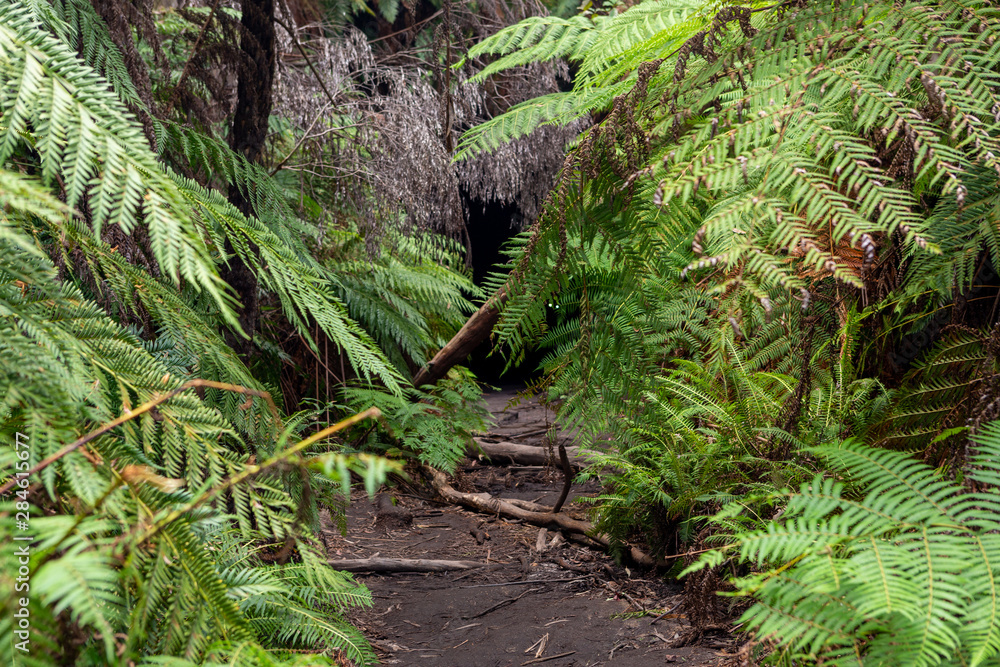 The ferns covering the entrance in to the Lithgow Glowworm tunnel in the Blue Mountains New South Wales Australia on 31st July 2019 The ferns covering the entrance in to the Lithgow Glowworm tunnel in the Blue Mountains New South Wales Australia on 31st July 2019