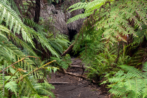 The ferns covering the entrance in to the Lithgow Glowworm tunnel in the Blue Mountains New South Wales Australia on 31st July 2019