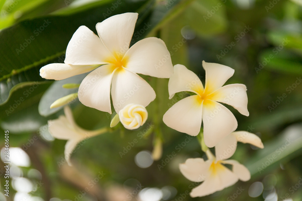 Fototapeta premium Tropical white frangipani flowers on green leaves background. Close up plumeria tree.