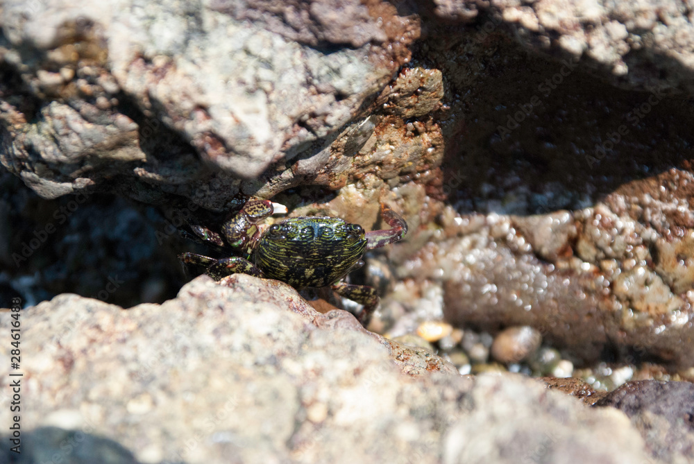 Striped shore crab in Izu peninsula Striped shore crab in Izu peninsula