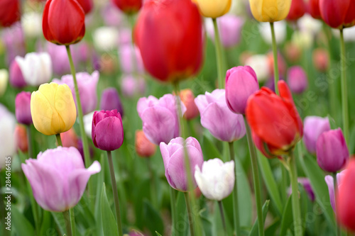 Tulips of various colors come together to form a beautiful harmony. The particle of the tulips seem to be touching, and the color is gorgeous.