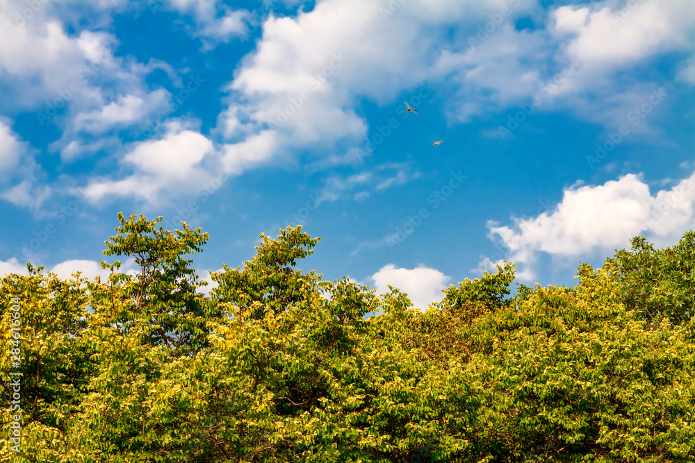 Background, green vegetation against the sky with clouds. Background, green vegetation against the sky with clouds.