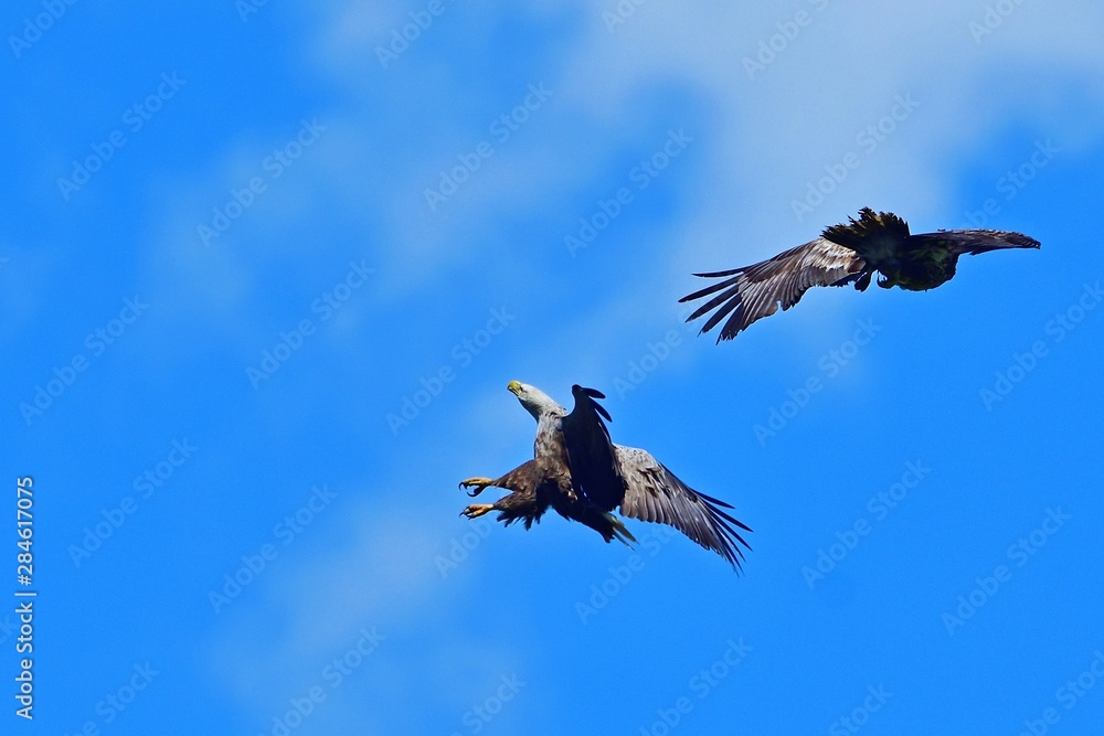 迫力満点のオジロワシの空中バトルシーン