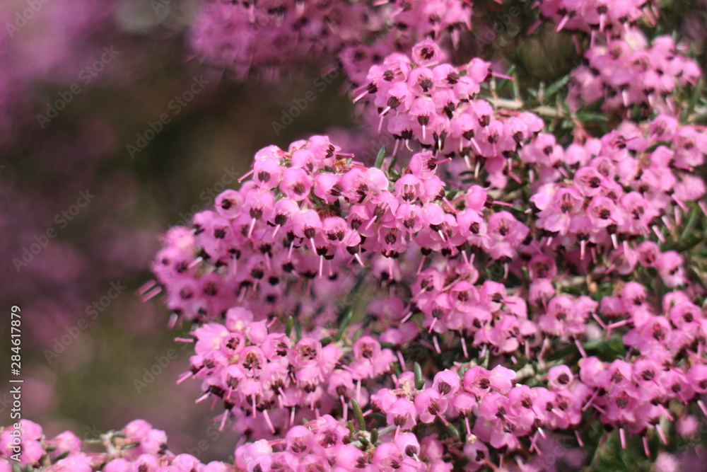 ジャノメエリカの花 ジャノメエリカの花