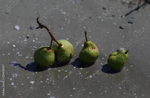 pears green on the sand on the seashore
