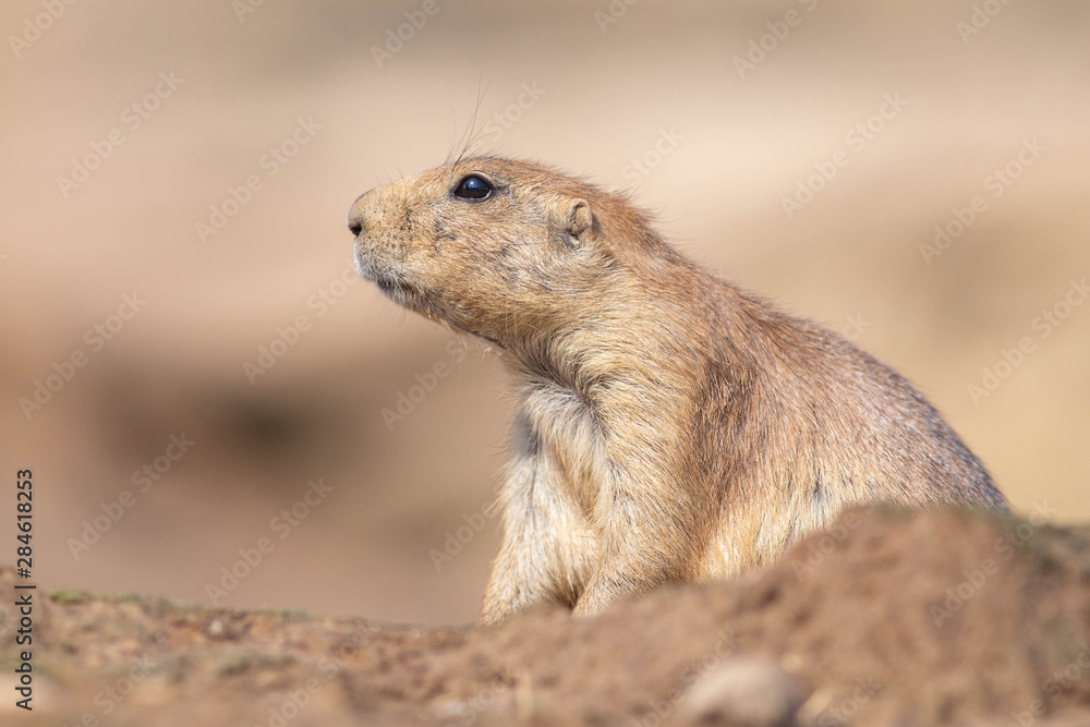 This little prairydog is watching to the left This little prairydog is watching to the left