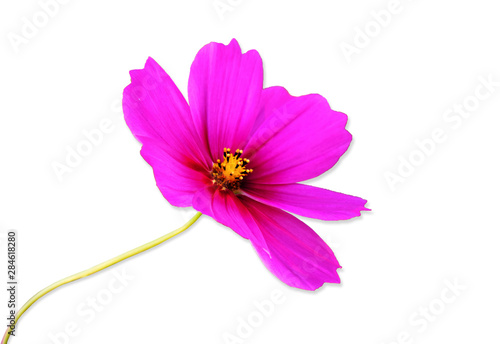 pink flower isolated on white background © jan nakhonkae