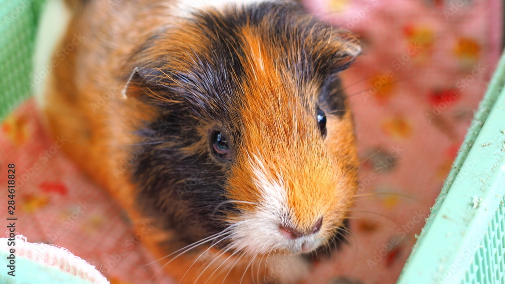 ギニーピッグ Images – Browse 24 Stock Photos, Vectors, and Video