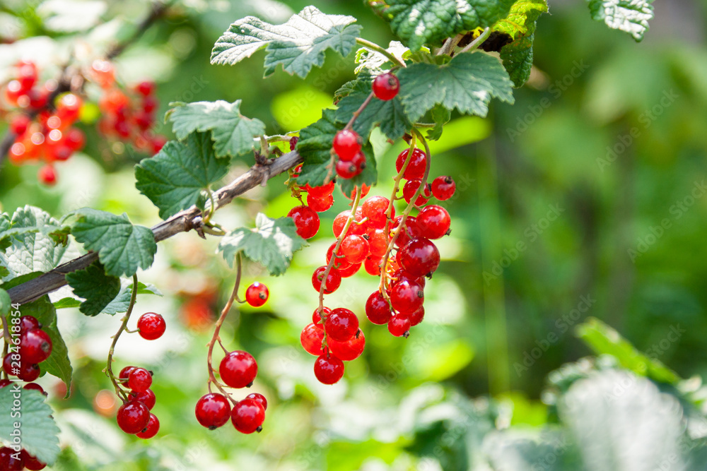 Bouquet of red currant berries (Ribes rubrum) on a branch with leaves close-up. Bouquet of red currant berries (Ribes rubrum) on a branch with leaves close-up.