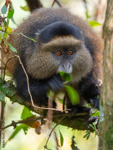 Golden Monkey in the Virunga volcanic mountains of Central Africa