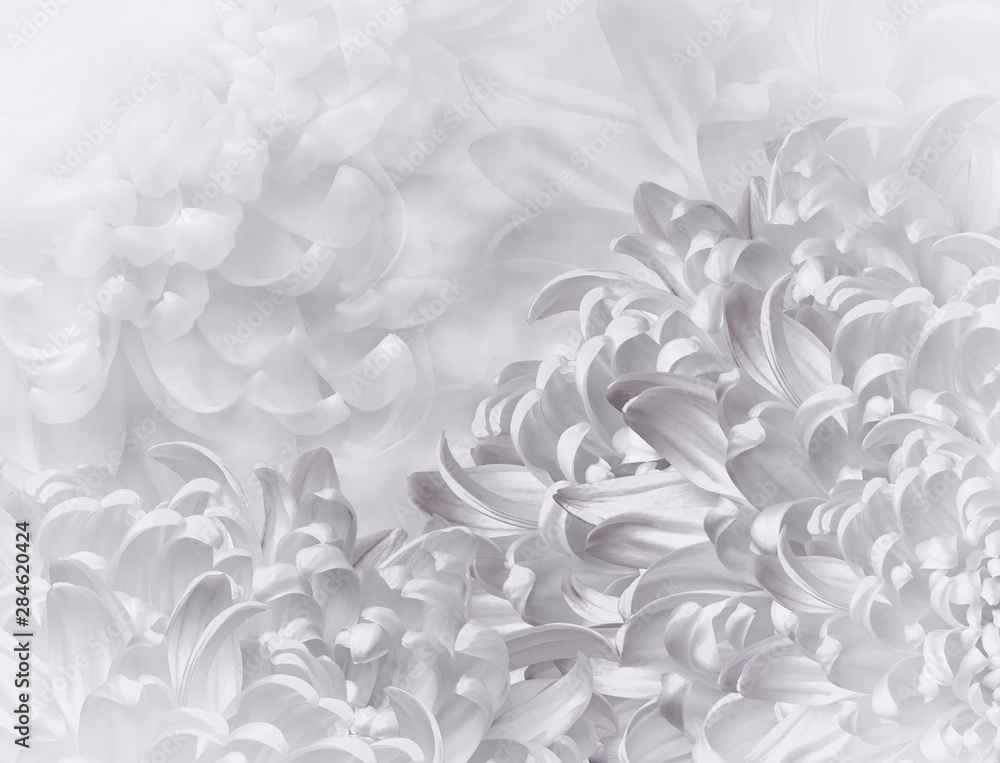custom made wallpaper toronto digitalchrysanthemum flowers. white background. floral collage. flower composition. Close-up. Nature.