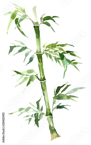 Green bamboo isolated on a white background. With intertwining leaves. A branch of an exotic plant is painted with watercolor in pastel green tones.