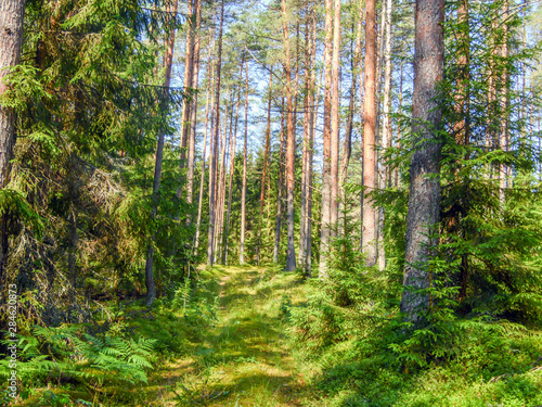 pine forest as background frame