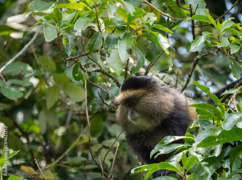 Golden Monkey in the Virunga volcanic mountains of Central Africa photo