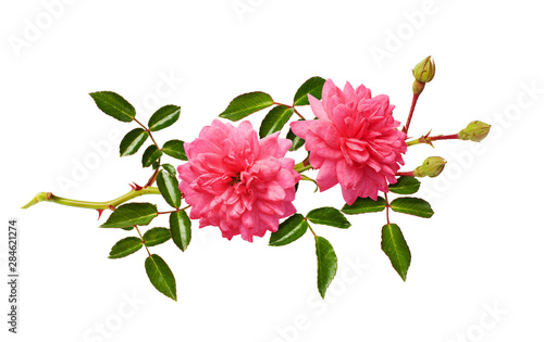 Fototapeta Naklejka Na Ścianę i Meble -  Pink rose flowers with green leaves
