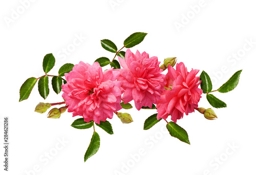 Pink rose flowers with gree...