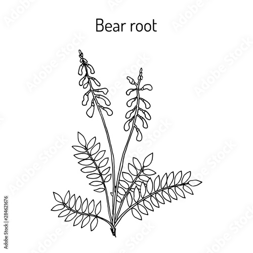 Bear root Hedysarum neglectum   medicinal plant