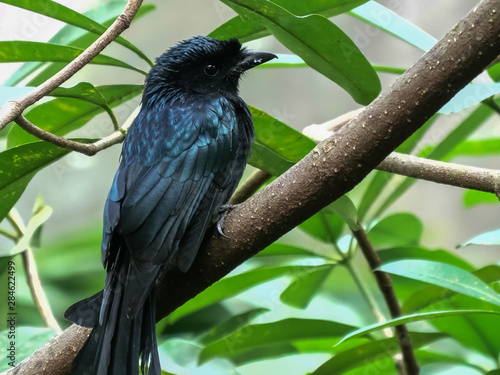 close up of a greater racket-tailed drongo in bali photo