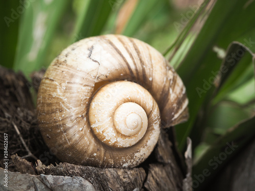 Pattern spiral gastropod shell