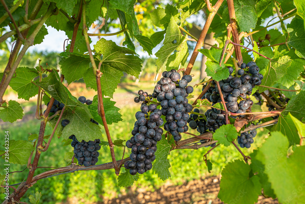 rote trauben werden langsam reif