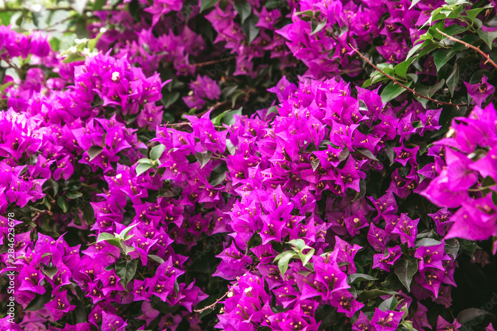 Magenta colored Bougainvillea flowers on Sardinia Magenta colored Bougainvillea flowers on Sardinia