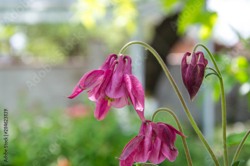 Carta da parati Close-up of blossoming Lilac Aquilegia (columbine)
