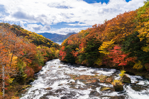 Autumn fall forest Nikko Japan