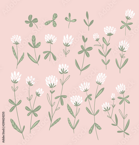 White clover flowers isolated on the pink  background.  Vector floral set. Cute hand-drawn natural elements for design cards and invitations.