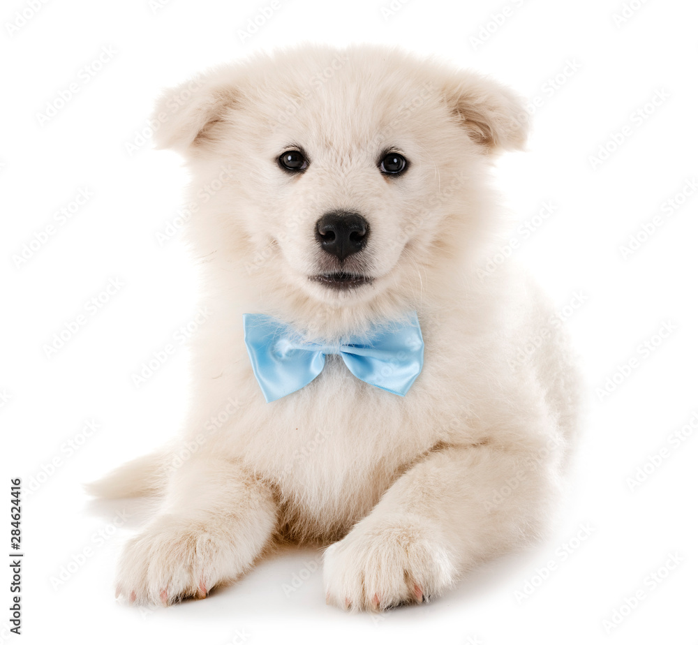 puppy samoyed dog in studio puppy samoyed dog in studio