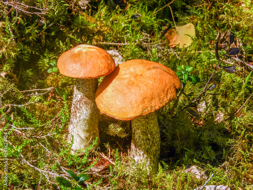 large mushrooms in the meadow