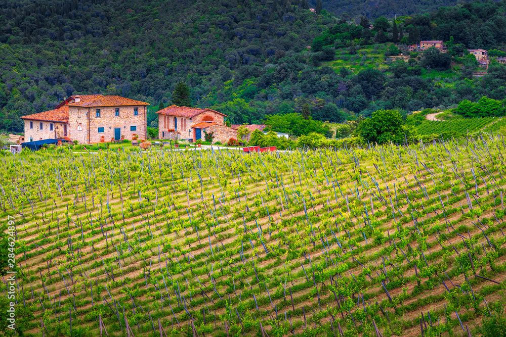 Fantastic green vineyard and typical Tuscan farmhouse, Italy