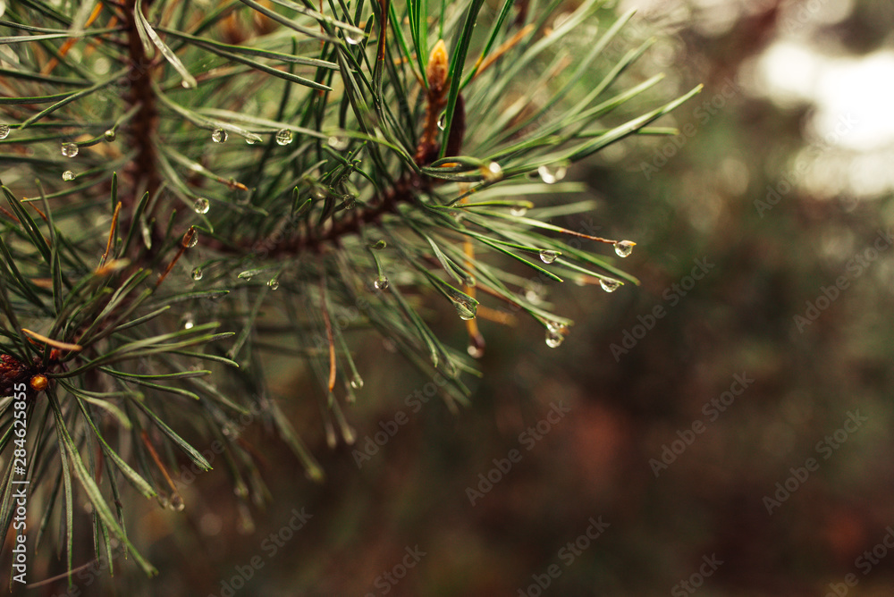 drops after rain on pine needles background drops after rain on pine needles background