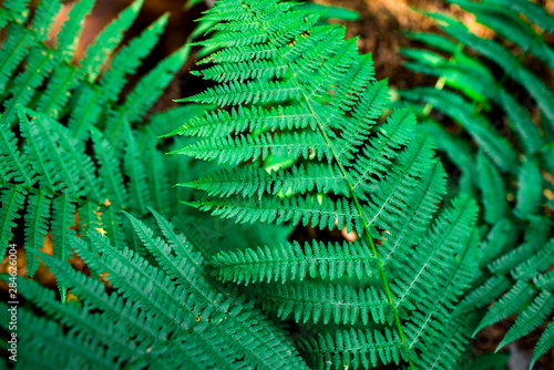 green leaf of fern natural eco background