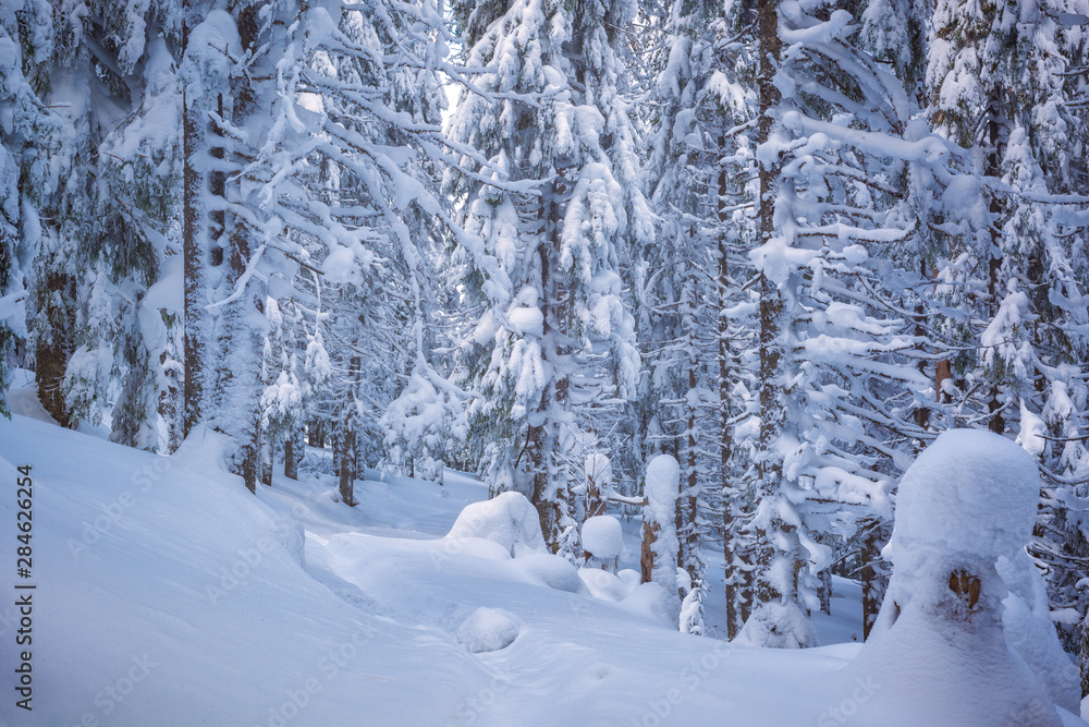 Fairytale forest Fairytale forest