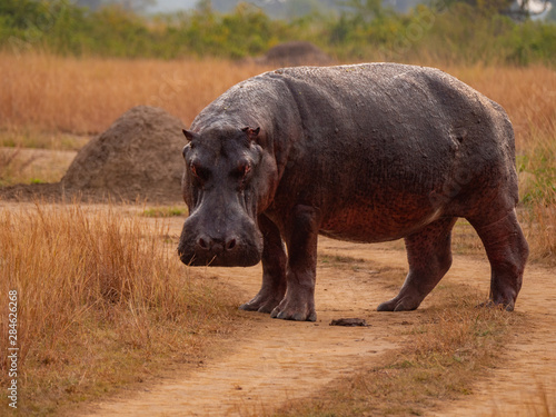 Hippopotamus in natural habitat, East Africa  © hyserb