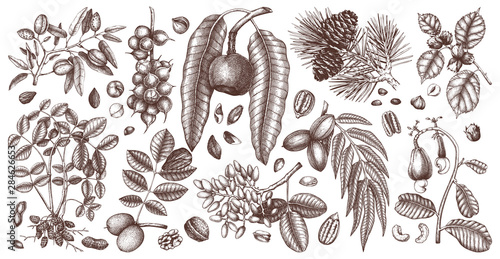 Vector nut trees and plants collection. Hand drawn pecan, macadamia, pine nuts, walnut, almond, pistachio, chestnut, peanut, brazil nut, hazelnut, and cashew. 