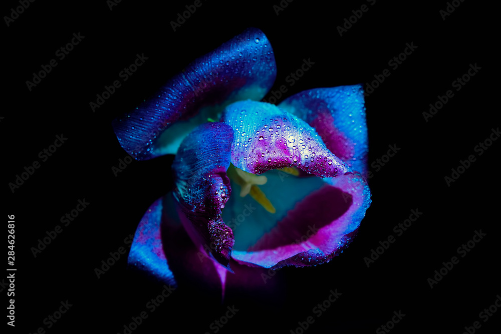 Obraz premium Tulip flower with water drops under Ultraviolet light on a black background. UV, fluorescent.
