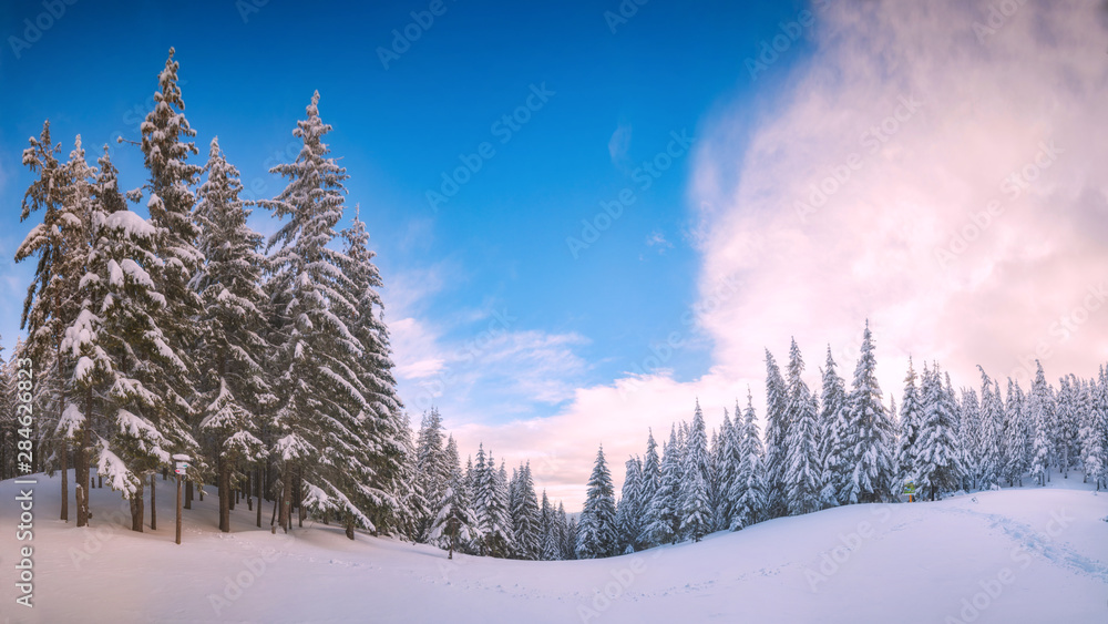 Big fir trees covered with fresh snow