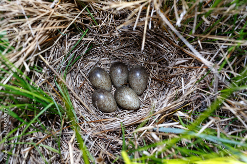 Skylark (Alauda arvensis)