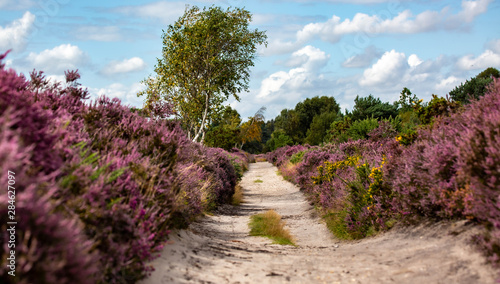 Obraz na plátně The Purple Heather on Dunwich Heath Suffolk UK