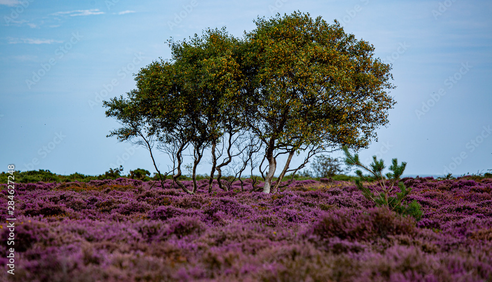 The Purple Heather on Dunwich Heath Suffolk UK The Purple Heather on Dunwich Heath Suffolk UK