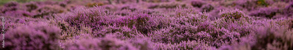 Obraz premium The Purple Heather on Dunwich Heath Suffolk UK
