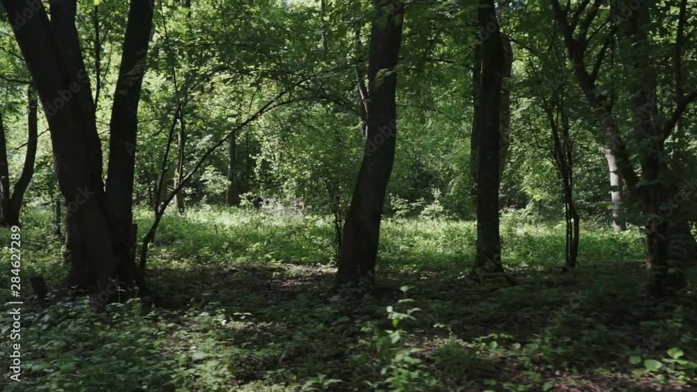 camera moving between trees in the green forest / public park camera moving between trees in the green forest / public park