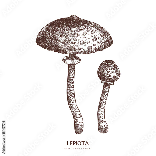  Lepiota mushroom vector illustration. Hand drawn food drawing.