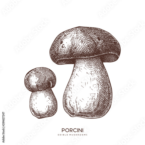 Porcini mushroom vector illustration. Hand drawn food drawing. Edible boletus sketch. Organic vegetarian product. Perfect for recipe, menu, label, icon, packaging, Vintage mushrooms collection.