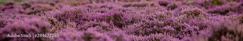 Fotografia The Purple Heather on Dunwich Heath Suffolk UK