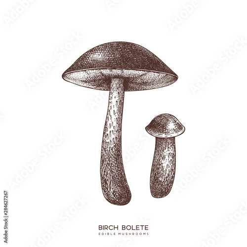 Birch bolete vector illustrations set. Hand drawn food drawings. Edible mushroom sketch. Organic vegetarian product. Perfect for recipe, menu, label, icon, packaging, Vintage mushrooms collection.