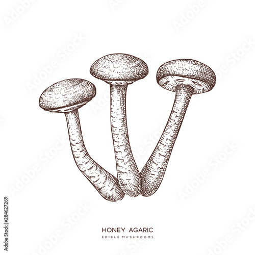 Agaric honey vector illustration. Hand drawn food drawing. Edible mushroom sketch. Organic vegetarian product. Perfect for recipe, menu, label, icon, packaging, Vintage mushroom collection.