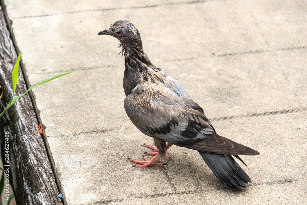 Obraz premium group of pigeons on a pier.
